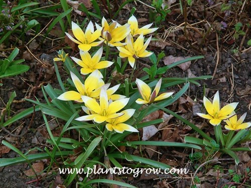 Tulip tarda